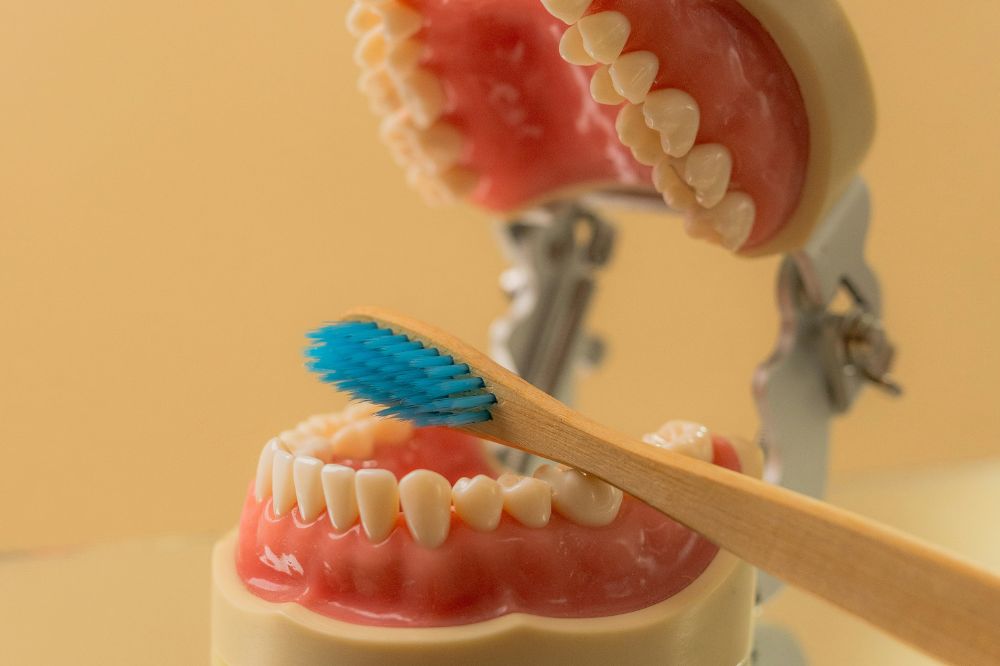 Model of teeth with toothbrush