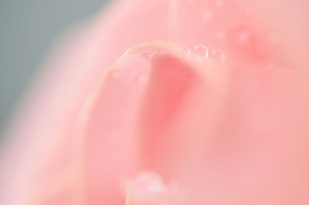 gingivitis bacteria