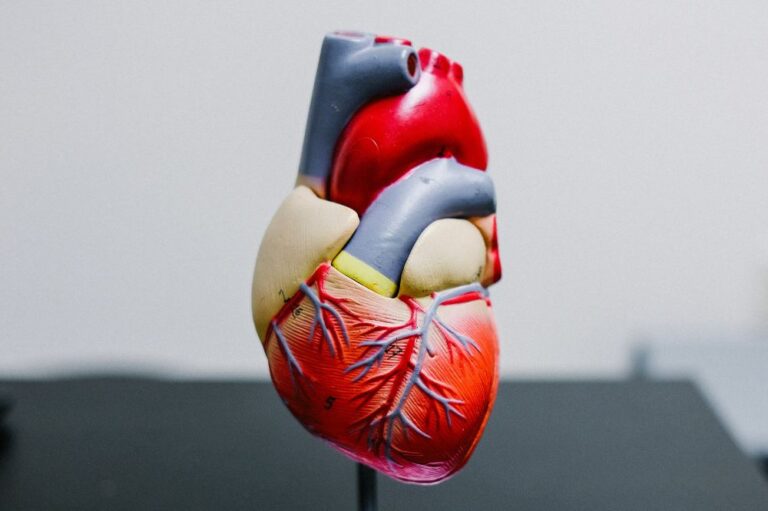 Model of a heart